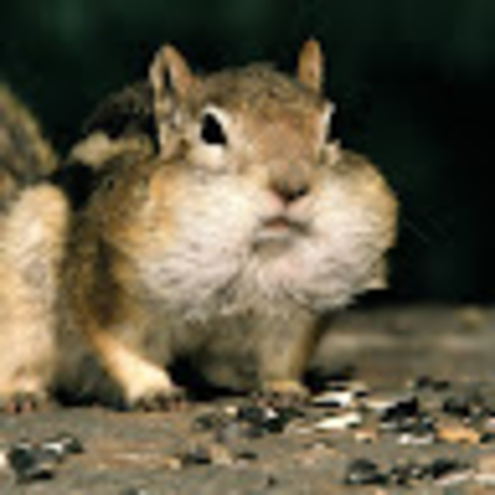 Meet your Posher, Peter